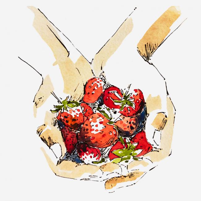 Illustration of hands holding strawberries